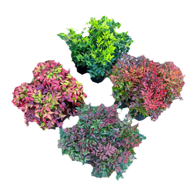 红宝石南天竹盆栽秋色暮光之城花叶苗火焰湾流青柠檬耐寒花镜植物
