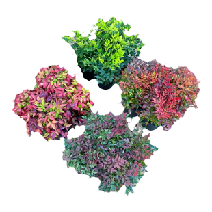 红宝石南天竹盆栽秋色暮光之城花叶苗火焰湾流青柠檬耐寒花镜植物