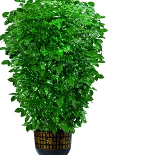 幸福树客厅盆栽大型绿植平安树老桩室内吸甲醛绿宝小叶丛生树苗禄