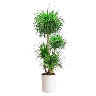 龙血树客厅旺宅绿植物室内盆栽大型龙铁树老桩多头龙须树四季常青