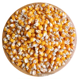 2025年新玉米粒精选小中颗粒鸽粮喂鸽子酿酒专用50斤包邮