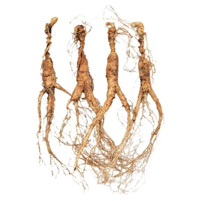 鲜人参林下参长白山野山参籽货