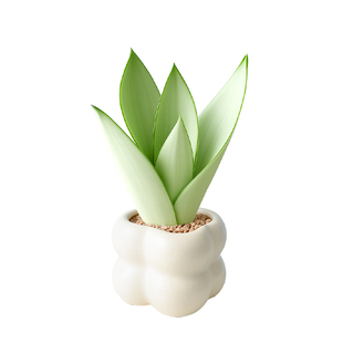 白玉虎皮兰绿植物小花盆栽名贵品种办公室内桌面好养高端花卉多肉