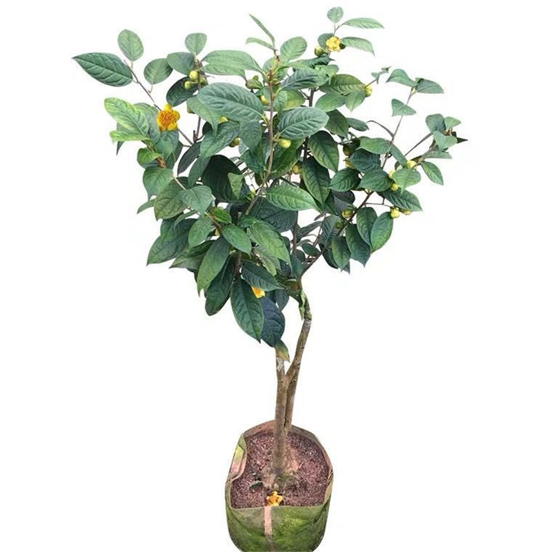 防城凹脉金花茶名贵黄色茶花树苗盆栽庭院室内嫁接原生带花苞包邮