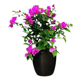 带花三角梅老桩绿樱 红缨 加州黄金  塔紫  宫粉 中国红