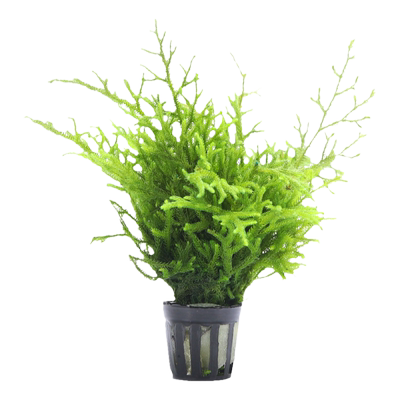 鹿角藓鹿角苔水草净化水质真草