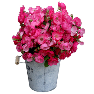 天狼月季 安吉拉 多季粉色灌木月季可做藤丰花勤花盆栽苗