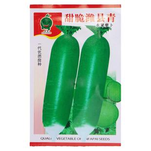 甜脆潍县青萝卜种子沙窝水果萝卜种籽秋季绿萝卜籽四季播蔬菜种孑