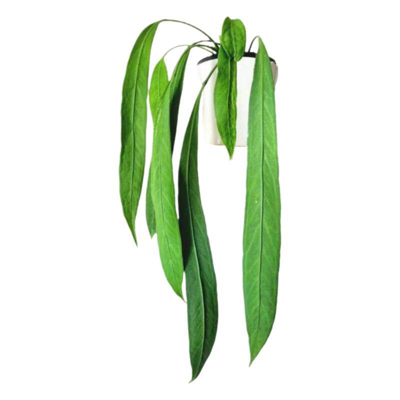 银脉丝绸维塔领带花烛海芋蔓绿绒 室内垂吊悬挂绿植盆栽观叶植物