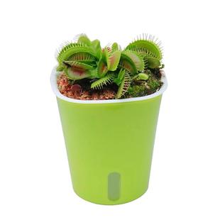 捕蝇草猪笼草食虫草多肉植物水培食蚊草捕虫草盆栽捕蚊草阳台驱蚊