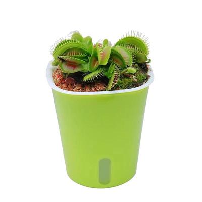 捕蝇草盆栽猪笼草苗食虫草趣味