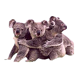 澳大利亚·访客600签证(旅游)三年多次·上海送签·【中青旅】KDP三年多次签证杭州指定送签社加急电子材料