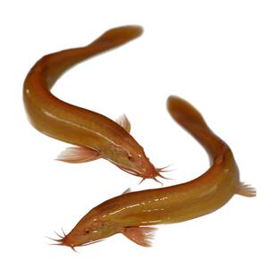 黄金泥鳅活体鱼缸清洁工具鱼免打氧除残饵草缸淡水观赏鱼包活包邮