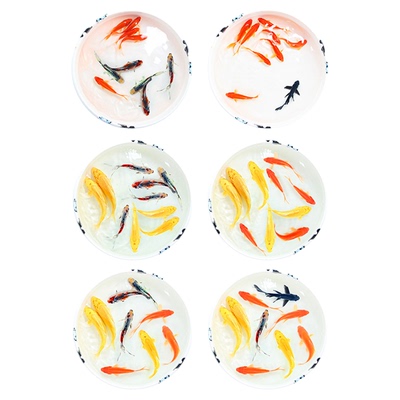 不需要加温小金鱼新手可养淡水鱼