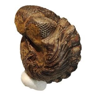 摩洛哥镜眼虫瘾头虫三叶虫化石体型小细节不错古生物化石科普博物