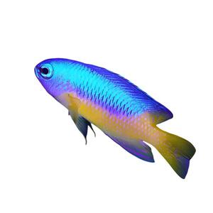 10年老店蓝魔青三点白黄金参黄肚蓝魔类合集海水鱼观赏鱼活体