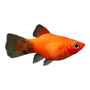 胎生鱼金银黑皮球玛丽鱼热带观赏鱼月光鱼孕母临产小型宠物活体鱼