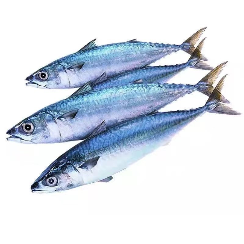 新鲜鲐鲅鱼深海海鱼特大青占鱼整条青花鱼青鱼非鲅鱼鲭鱼海鲜水产