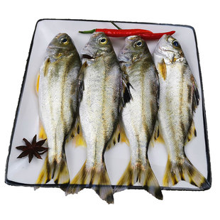 湛江海鲜新鲜沙古头鱼天然甘草鱼茂公鱼深海鱼鲜活现捕新鲜三花鱼