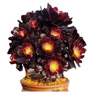 大玫瑰绿翡翠黑玫瑰法师老桩精品多肉大棚基地发货特价园艺盆