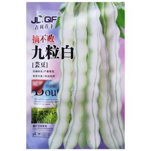 九粒白芸豆种子春秋豆摘不败白不老豆角种籽高产老来少豇豆种子孑