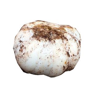 九年生特大个头兰州百合新挖天然鲜甜百合食用兰州特产真空500g