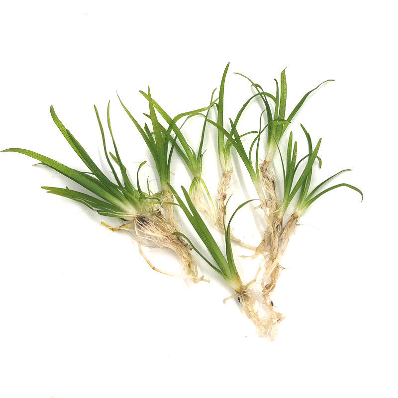 阴性草新手竹节活体好养淡水箱