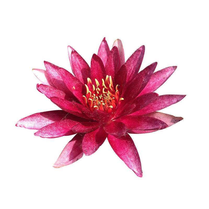 白色耐寒四季根块种植睡莲花