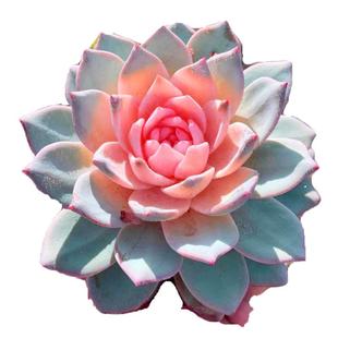 大盆大颗彩色粉蓝鸟室内好养不褪色多肉植物花卉盆栽阳台防辐射