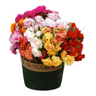 重瓣太阳花苗盆栽牡丹太阳花大花带根老桩室内阳台四季开花卉植物