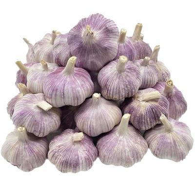 产地价2025金乡新大蒜干大蒜头5斤装蒜籽当季蔬菜批发紫皮特大果