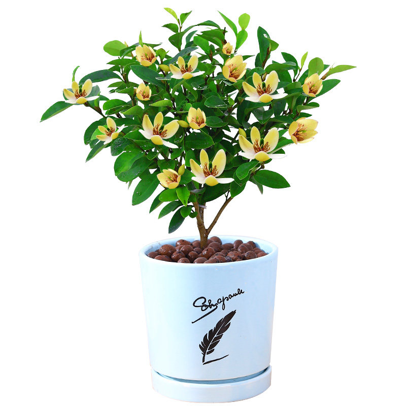 含笑花盆栽春秋植物室内客厅办公室阳台庭院种植花卉绿植好养易活
