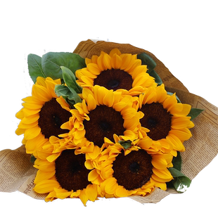 向日葵花束鲜花瓶插花云南直批同城速递配送教师节送老师婚礼花材