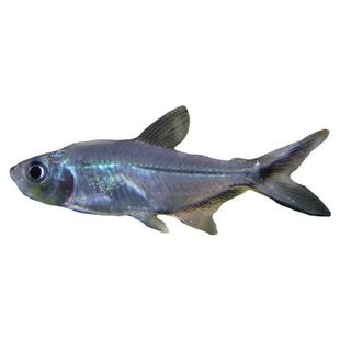 黑尾大勾热带观赏鱼小型淡水好养鱼活鱼苗草缸鱼灯科鱼群游宠物鱼