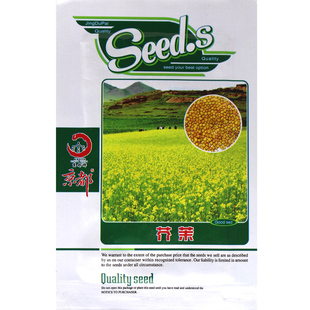 寿光蔬菜种子/芥末种子/特呛鼻子的芥末种子春季辣味十足好吃味浓