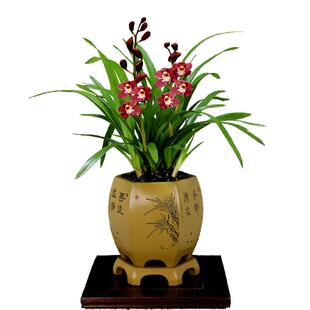 翁源兰花苗大花蕙兰红宝石带花浓香好养红将军好养绿植花卉原盆栽