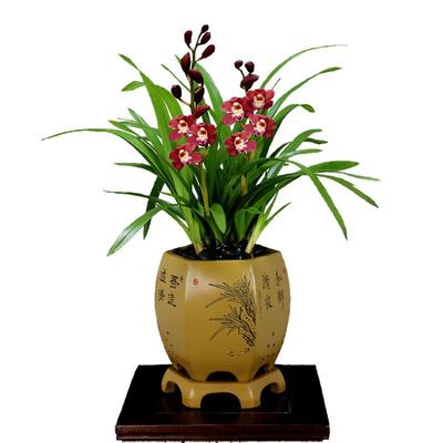 大花蕙兰红宝石带花浓香好养盆栽