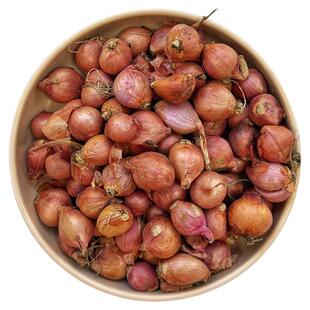 东北毛葱头农家特产新鲜种籽子香葱种头迷你圆红葱头东北黑龙江