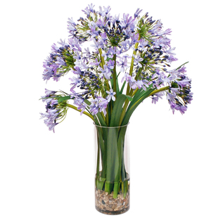 【现货】百子莲花苗--布鲁尔博士多年生花卉四季耐热宿根花卉超美