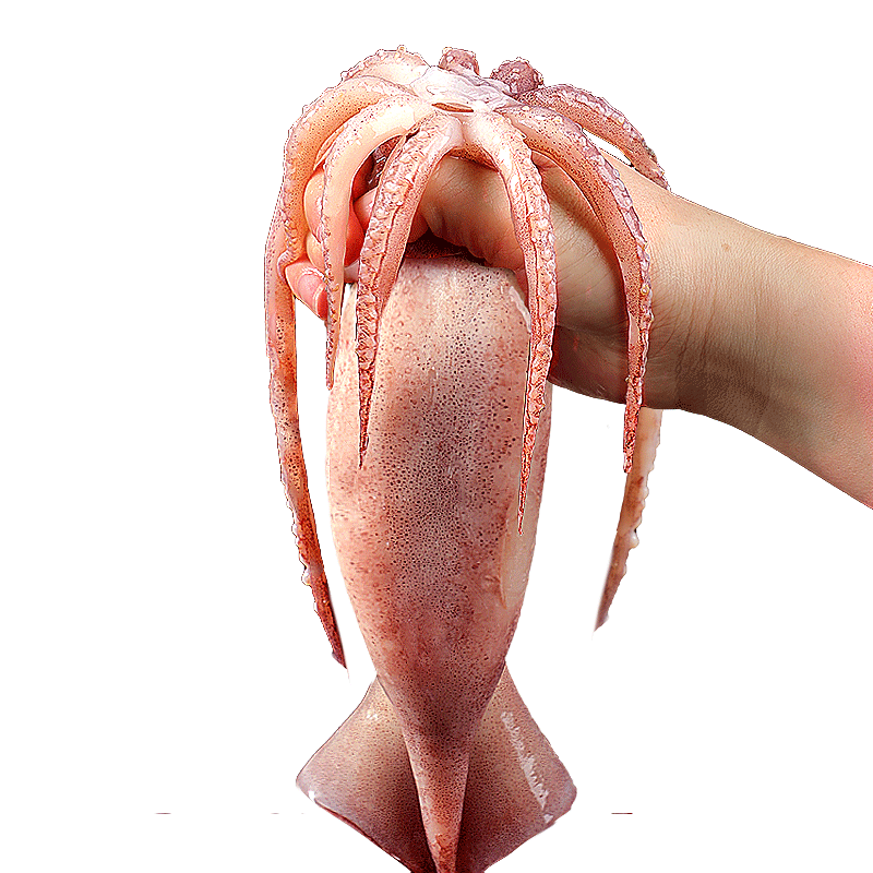 特大三去魷魚順豐包郵