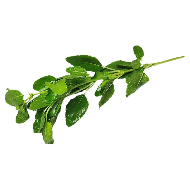 新鲜甲抛叶泰式打抛叶饭顺丰速运