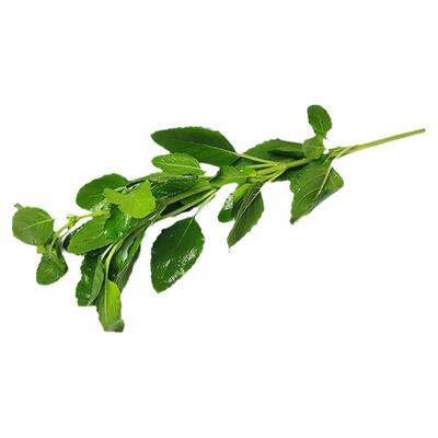 新鲜甲抛叶泰式打抛叶饭顺丰速运