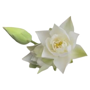 新品种《月桂盏》微型碗莲种藕姜永慧微莲苑小盆易养禅意荷花根苗