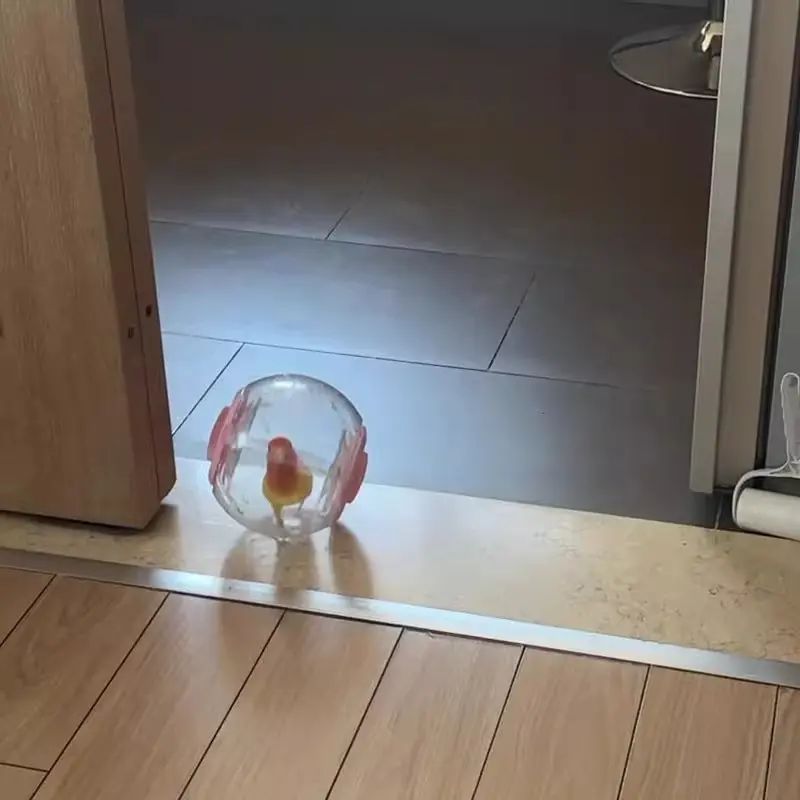 鹦鹉玩具解闷自嗨玩具小太阳牡丹仓鼠耐啃咬跑步运动透明滚球滚轮