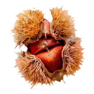 正宗四川大红袍板栗树果苗活苗嫁接板栗苗树北方南方种植栗子树苗