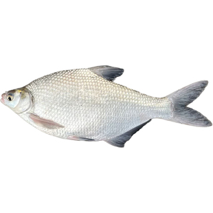 湖南湖区淡水鳊鱼顺丰冷链真空保鲜自然生长新鲜发货净膛肉质鲜嫩