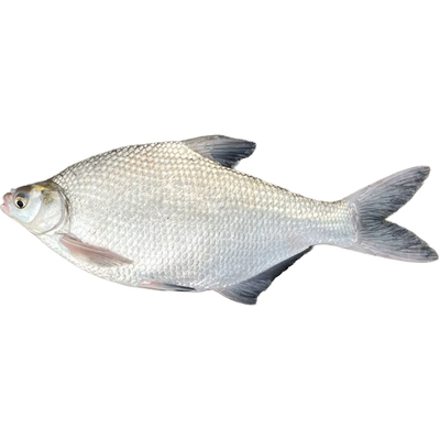 湖南湖区土鳊鱼顺丰冷链新鲜到家