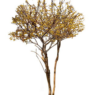 腊梅花树苗地栽庭院室外耐寒冬季开花卉植物浓香原生高杆素心腊梅