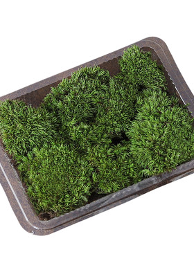苔藓植物白发藓微景观盆栽造景