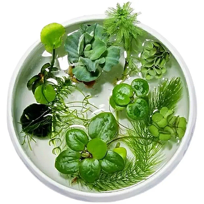 浮萍水草植物古法养鱼鱼缸净水